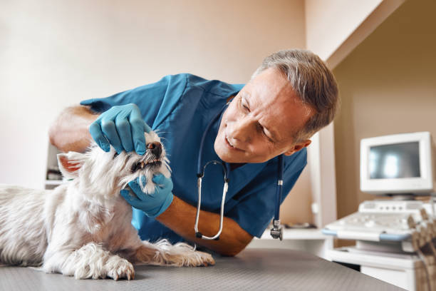 Best 24-Hour Emergency Dentist in Homosassa Springs, FL